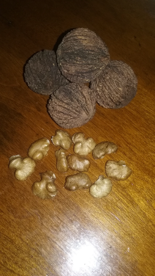 Organic Shelled Cracked Black Walnuts from Iowa. USA