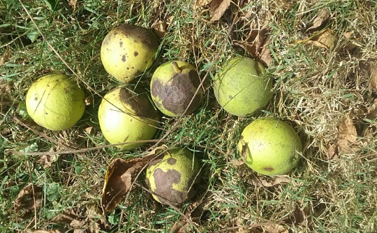 Organic Shelled Cracked Black Walnuts from Iowa. USA