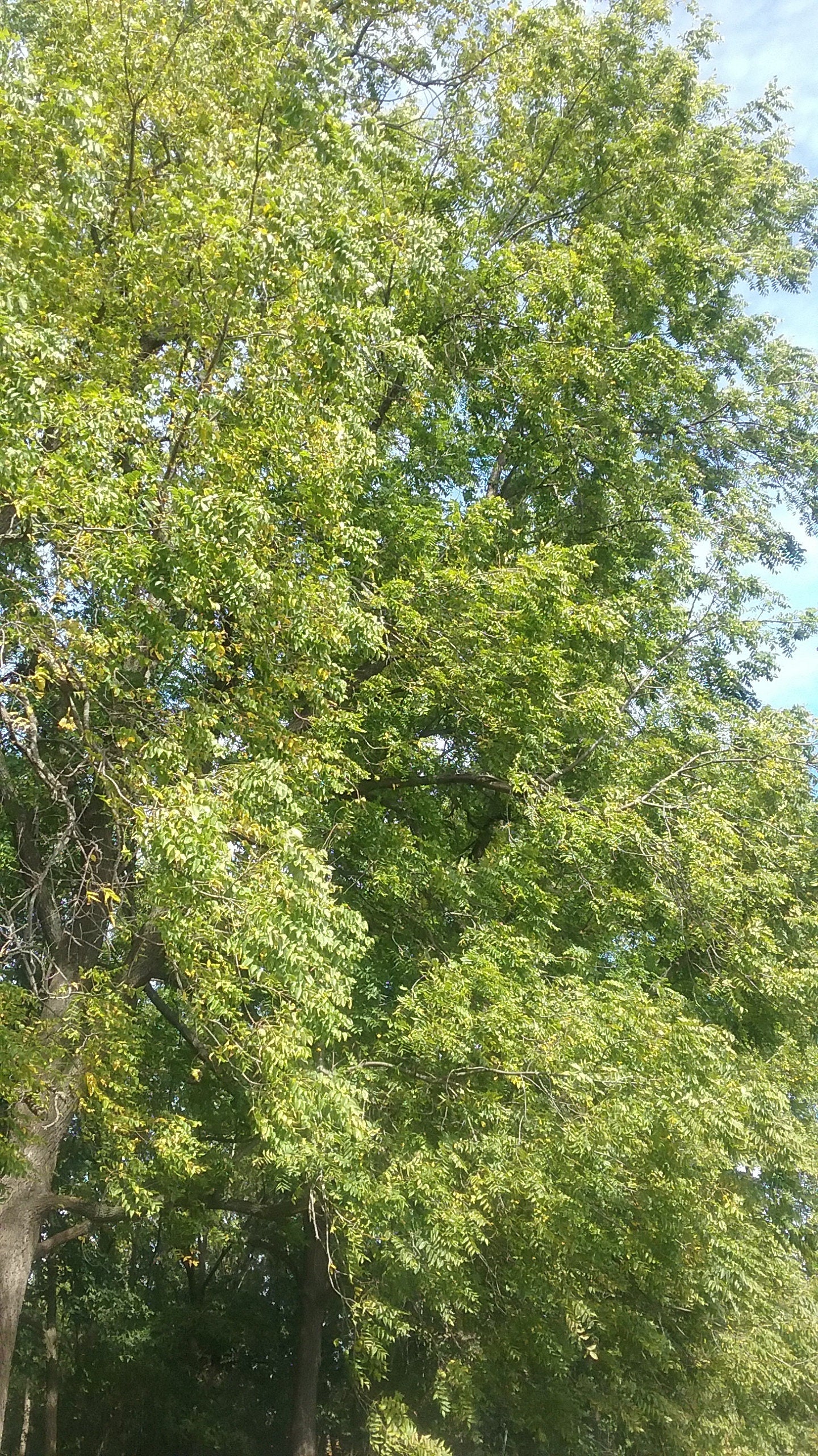 Black Walnuts, Organic Black Walnuts in Shell from Iowa