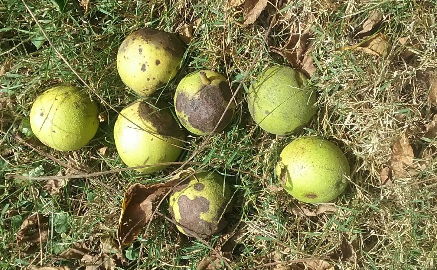 Black Walnuts, Organic Black Walnuts in Shell from Iowa